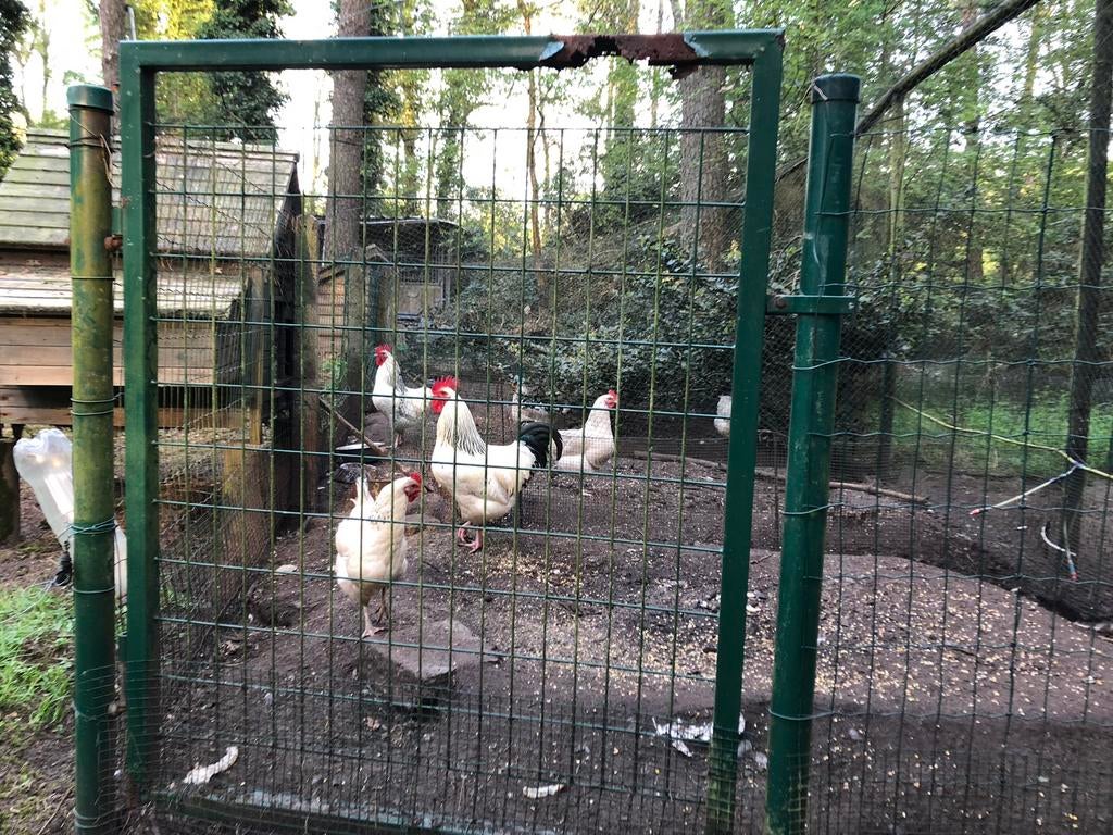 Broedeiren Sussex raszuiver