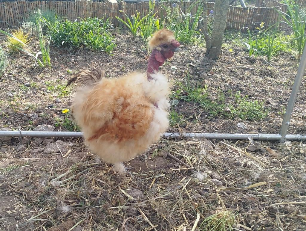 Coq soie, showgirl frisé d'1an, Mâle, Poule ou poulet