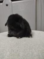 Minilop rammetje beschikbaar, Dieren en Toebehoren, Mannelijk, Dwerg, Hangoor, 0 tot 2 jaar