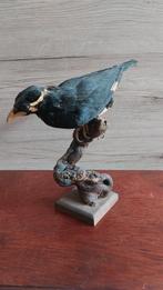 Opgezette Beo, Ophalen