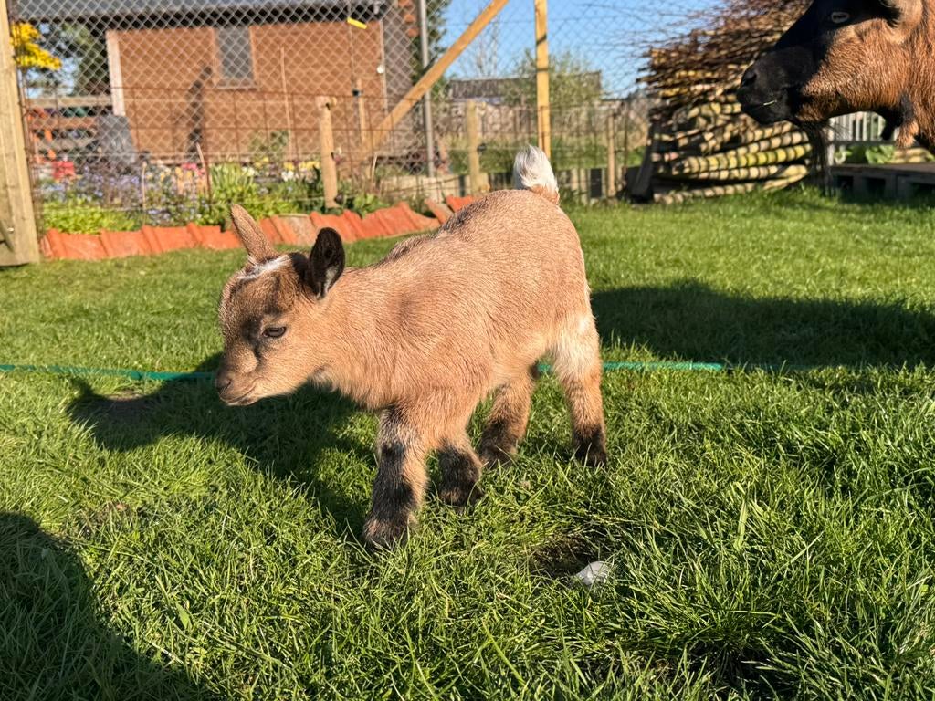 Mieke dwergeit met hoorns, Dieren en Toebehoren, Schapen, Geiten en Varkens, Vrouwelijk, Geit, 0 tot 2 jaar