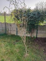 Krulwilg 2,5m hoog, Ophalen