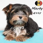 Marty & Marlo - Yorkshire Terriër (mâles) à vendre, Animaux & Accessoires, 15 semaines à 1 an, Commerçant, Yorkshire Terrier, Chien (mâle)