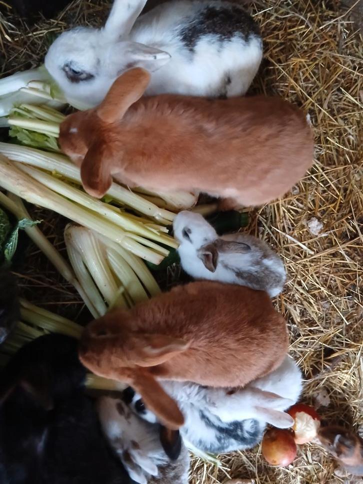 Konijntjes 12 weken, Dieren en Toebehoren, Konijnen
