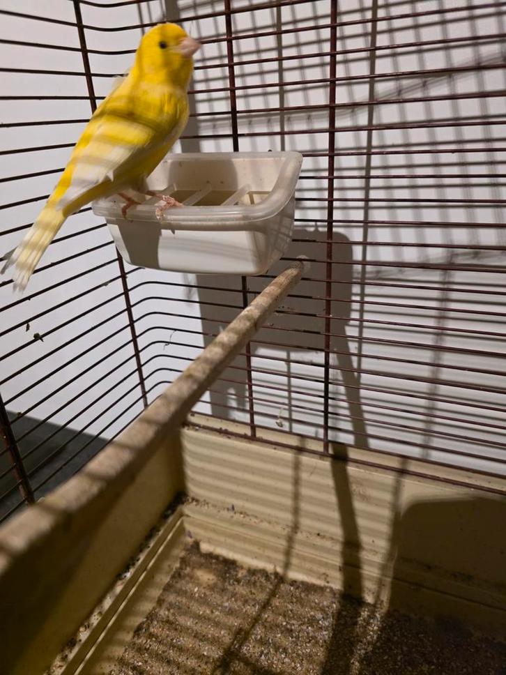 Waterslager kanarie man 2025, Animaux & Accessoires, Oiseaux | Canaris, Canari chanteur, Mâle