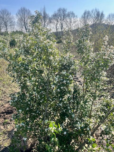 Schijnhulst Osmanthus burkwoodii, Ophalen