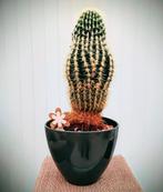 Mooie grote cactus met pot, Huis en Inrichting, Kamerplanten, Ophalen, Cactus