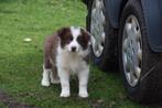 Border collie pups, chocolate-white, nog 2 reutjes, Dieren en Toebehoren, Parvo, België, 8 tot 15 weken, Collie