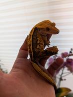 Gecko à cils + terrarium, Lézard, 0 à 2 ans