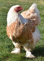 Broedeieren van brahma goud-wit gezoomd., Dieren en Toebehoren, Pluimvee