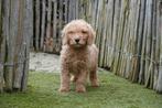 Prachtige medium Labradoodle pups, met stamboom, Parvo, België, Overige rassen, 8 tot 15 weken