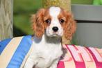 Cavalier King Charles spaniel pups, 15 weken tot 1 jaar, Buitenland, Parvo, Meerdere