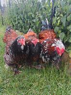 Jonge brahmas rood porselein, Dieren en Toebehoren, Pluimvee, Geslacht onbekend, Kip