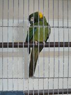 Couple collier plus male ara a collier, Dieren en Toebehoren, Vogels | Parkieten en Papegaaien, Papegaai
