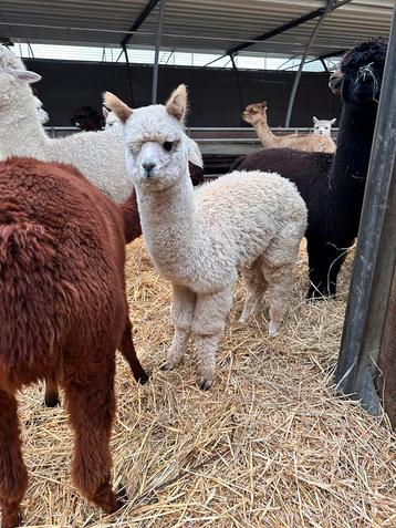 Alpaca merrie van 2024, Dieren en Toebehoren, Vrouwelijk