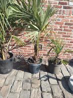 Palmboom trachycarpus fortunae, Jardin & Terrasse, Plantes | Arbres, Enlèvement, Palmier