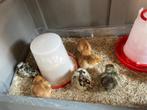 1dags kuikens, Dieren en Toebehoren, Pluimvee, Geslacht onbekend, Kip