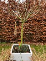 Bloempot met vijgenboom, Jardin & Terrasse, Plantes | Arbres, Enlèvement