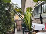 Strelitzia, Huis en Inrichting, Kamerplanten, Ophalen