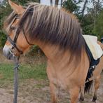 Barebackpad QHP, maat cob, Ophalen, Zo goed als nieuw, Overige soorten
