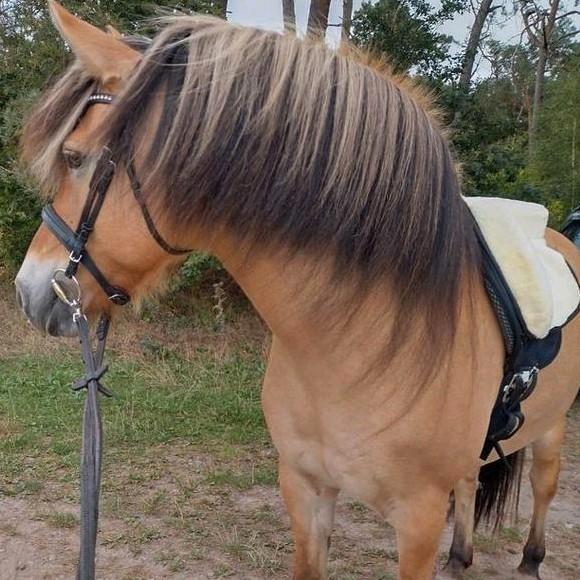 Barebackpad QHP, maat cob, Dieren en Toebehoren, Paarden en Pony's | Zadels, Zo goed als nieuw, Overige soorten, Ophalen