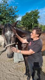 paard, Dieren en Toebehoren, Paarden, Gechipt, Minder dan 160 cm, Ruin, 3 tot 6 jaar