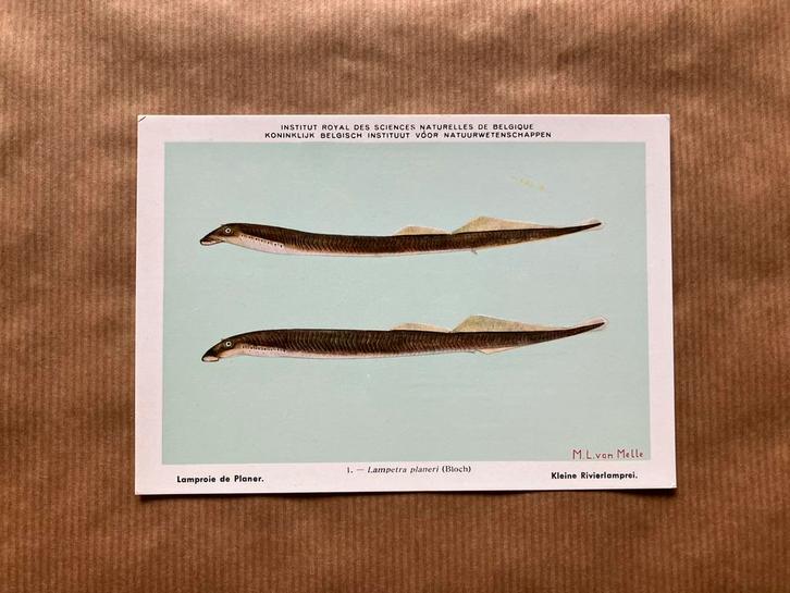 Zoetwatervissen van België - Reeks 1, Verzamelen, Postkaarten | Dieren, Ongelopen, Overige soorten, Ophalen of Verzenden