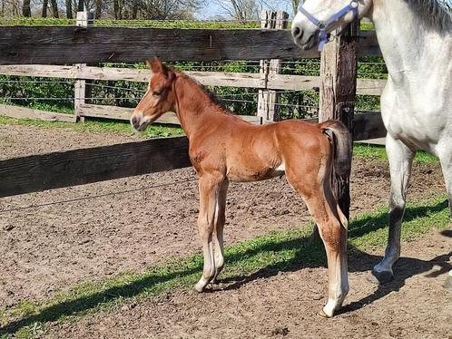 Hengstenveulen: Forever d'Arco Ter Linden x Asca Z, Dieren en Toebehoren, Paarden, Hengst, Niet van toepassing, 0 tot 2 jaar, Springpaard