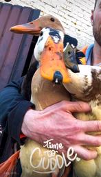 Broedeieren Indische loopeend