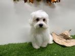 Nestjes Maltezer pups - kleine taille, Dieren en Toebehoren, België, Maltezer, Reu, CDV (hondenziekte)