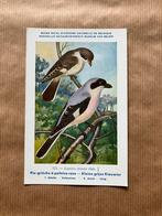 Vogels van België Nr. 173 Kleine Grijze Klauwier, Ophalen of Verzenden, Ongelopen, Vogel