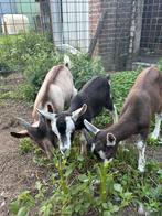 Mooie geiten bokken, Dieren en Toebehoren, Schapen, Geiten en Varkens, Mannelijk, Geit, 0 tot 2 jaar