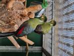Witwang toerako's 2024, Dieren en Toebehoren, Vogels | Overige Vogels, Meerdere dieren, Tropenvogel, Geringd