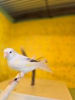 Timbrado Spaanse Zangkanarie ,vrouwtjes en mannetjes, Animaux & Accessoires, Oiseaux | Canaris