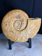 Ammonite fossile — collectionneur décoratif à l'état naturel, Enlèvement ou Envoi, Fossile