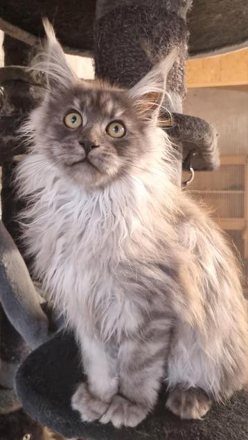 Maine Coon Katerje  beschikbaar voor biedingen