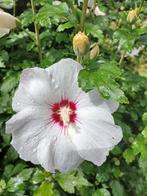 Hibiscus, Tuin en Terras, Planten | Tuinplanten, Ophalen