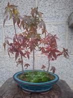 Pré bonsaï 3 jeune érable du japon dans une jolie poterie., Tuin en Terras, Planten | Bomen, Ophalen