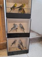 Grasparkieten blackwing, Dieren en Toebehoren, Vogels | Parkieten en Papegaaien