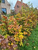 beukehaag groen fagus sylvatica 40/50, Tuin en Terras, Planten | Struiken en Hagen, Ophalen, Haagbeuk, Haag, Minder dan 100 cm