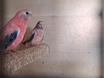 Bourke parkiet Opaline, Dieren en Toebehoren, Vrouwelijk, Parkiet, Geringd