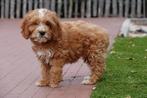 Prachtige cockapoo pups, Dieren en Toebehoren, Honden | Retrievers, Spaniëls en Waterhonden, België, Overige rassen, CDV (hondenziekte)