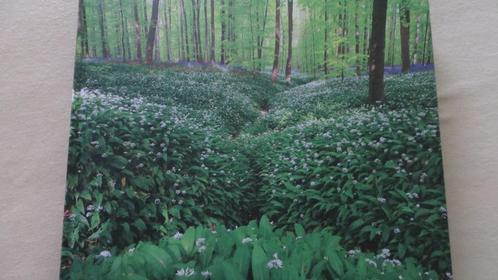 Topnatuur in België - Uitgeverij Davidsfonds, Boeken, Literatuur, Zo goed als nieuw, België, Ophalen of Verzenden