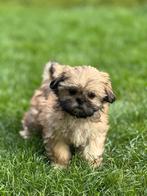 Lhasa apso pups, België, Overige rassen, CDV (hondenziekte), 8 tot 15 weken