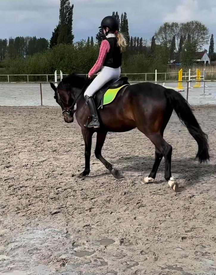 Halve stal voor onze knappe pony (ruin), Dieren en Toebehoren, Pony's, Ruin