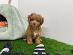 Maltipoo pups, België, 8 tot 15 weken, CDV (hondenziekte), Meerdere