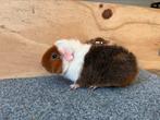 Us Teddy beer Goudagouti rood wit, Dieren en Toebehoren, Knaagdieren, Mannelijk, Cavia, Tam