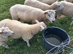 Zware bok van 2024, Dieren en Toebehoren