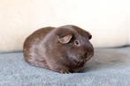 GEZOCHT choco / choco tan cavia's, Dieren en Toebehoren, Cavia, April, Meerdere dieren, Tam