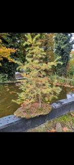 Bonsaï Larix, Tuin en Terras, Ophalen